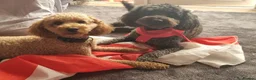 Toy Poodle dogs for stud: Toy Poodle for Stud - Advert 3