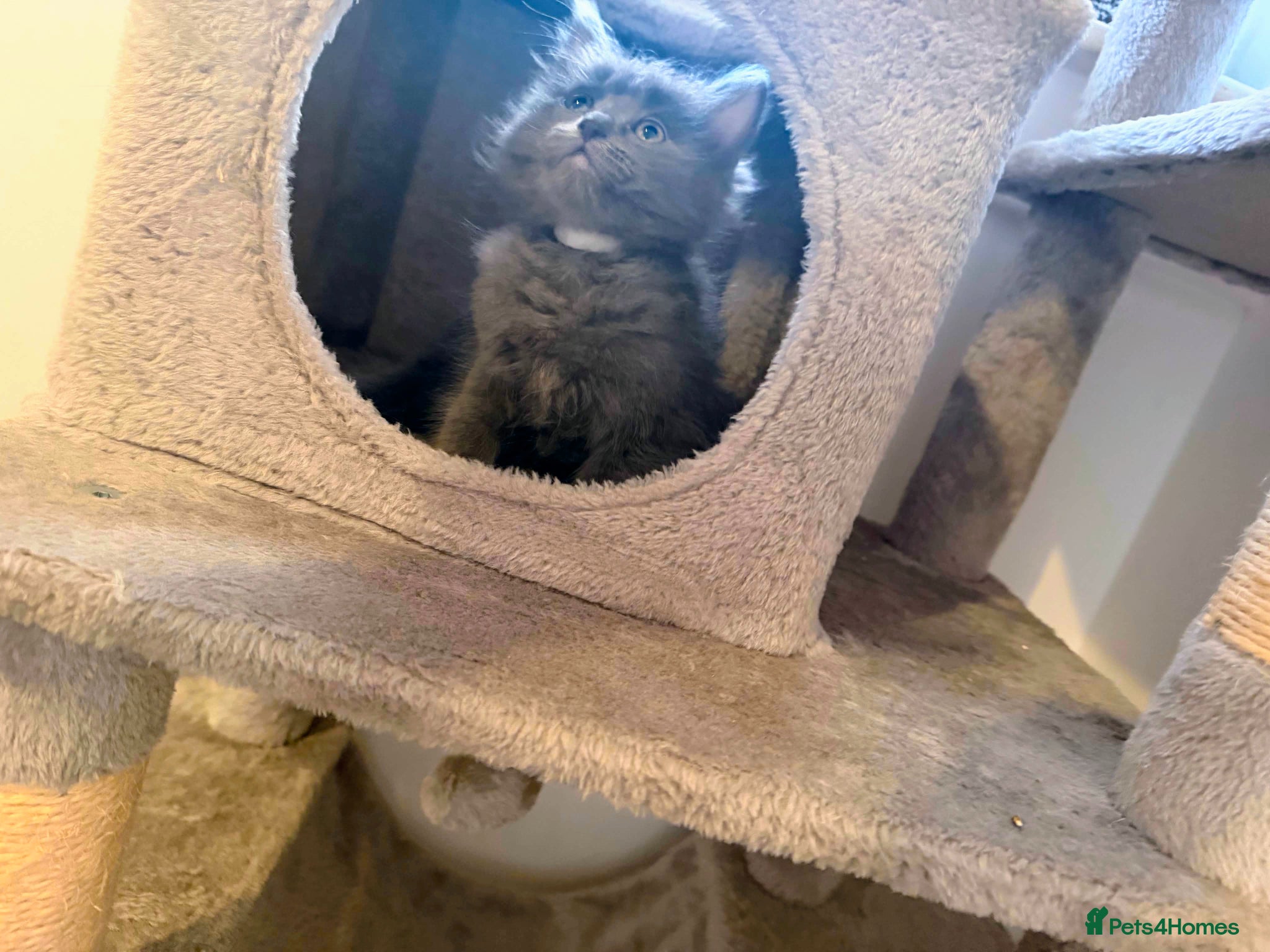 Ragdoll cats 4 beautiful Ragdoll Turkish Van kittens - Advert 1