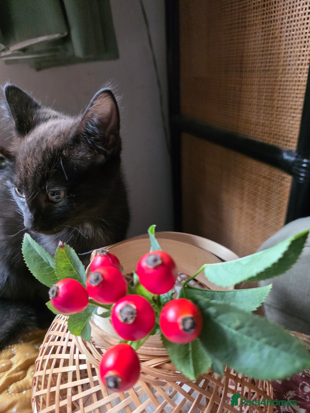Ragdoll cats for sale: Beautiful black & white Ragdoll X kittens - Image 26