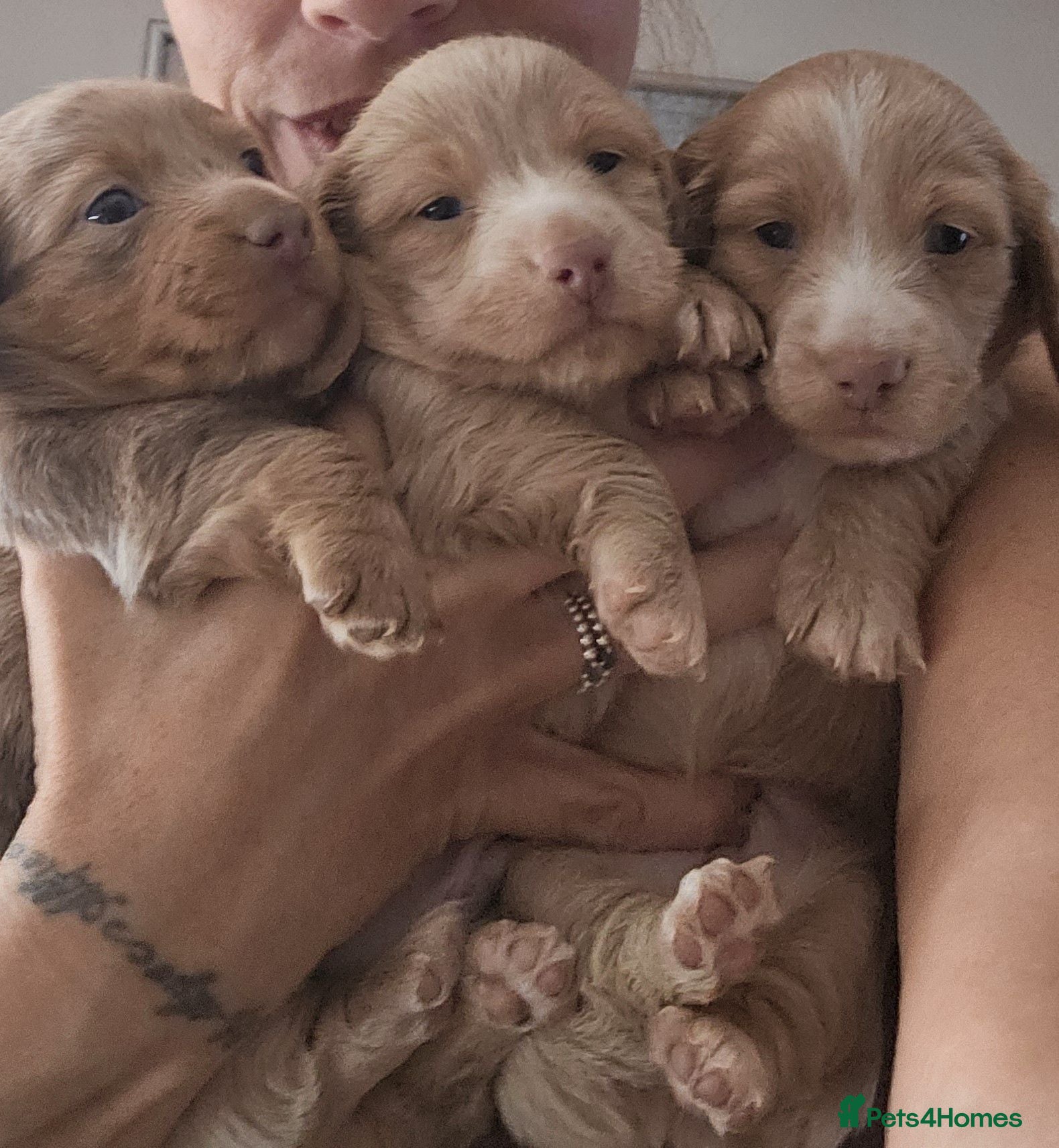 Miniature Dachshund dogs 3 Gorgeous long haired males - Advert 8