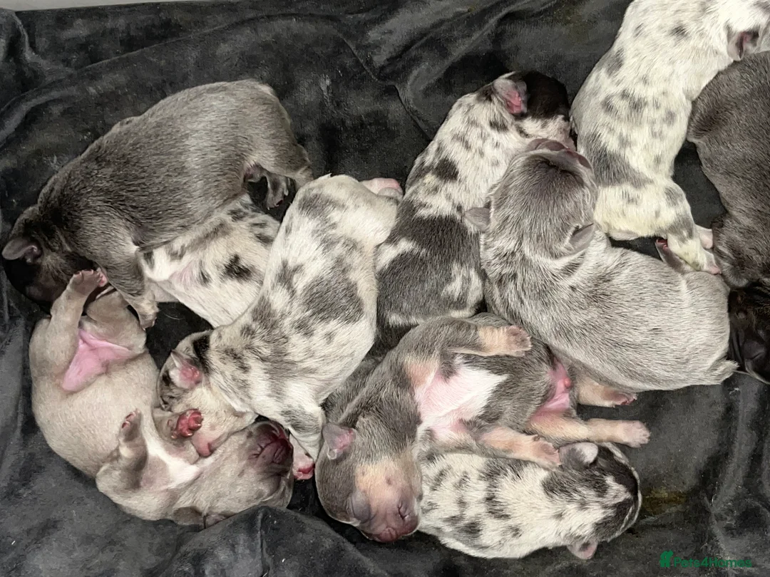 French Bulldog dogs for sale: Beautiful litter of 10 French bulldogs! - Advert 3