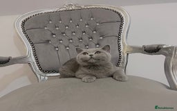 British Shorthair cats for sale: British blue shorthaired male & female kitten - Image 8