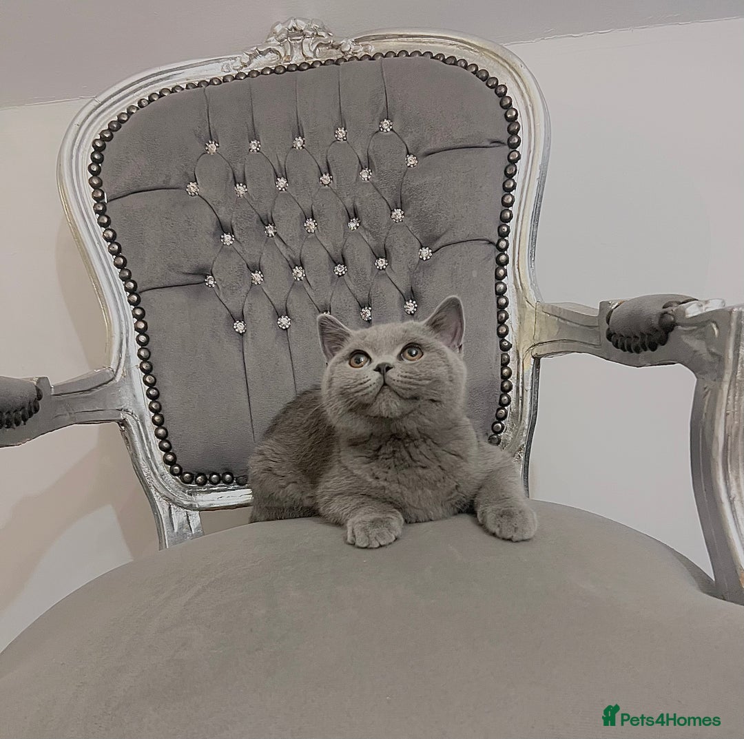 British Shorthair cats for sale: British blue shorthaired male & female kitten - Image 8
