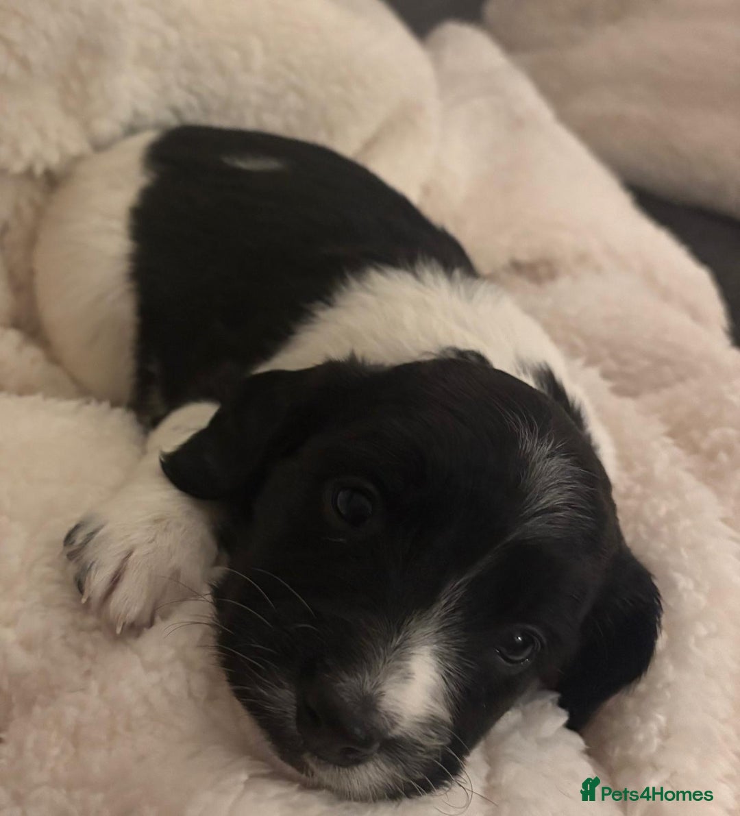 Sprollie dogs for sale: Sprollie  - Advert 17