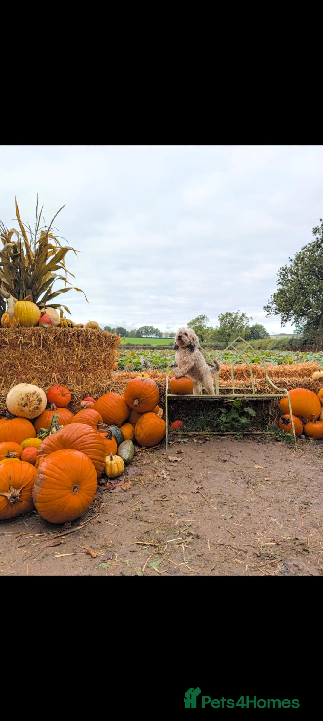 Cavapoo dogs for sale: BEAUTIFUL CAVAPOO PUPPIES LOOKING FOREVER HOMES🎃  in Ripley - Advert 14