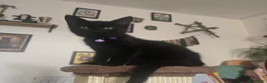 Violet ( Black Girl )