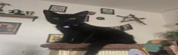 Mixed Breed cats for sale: *Female* Gorgeous Black Kitten - Advert 7