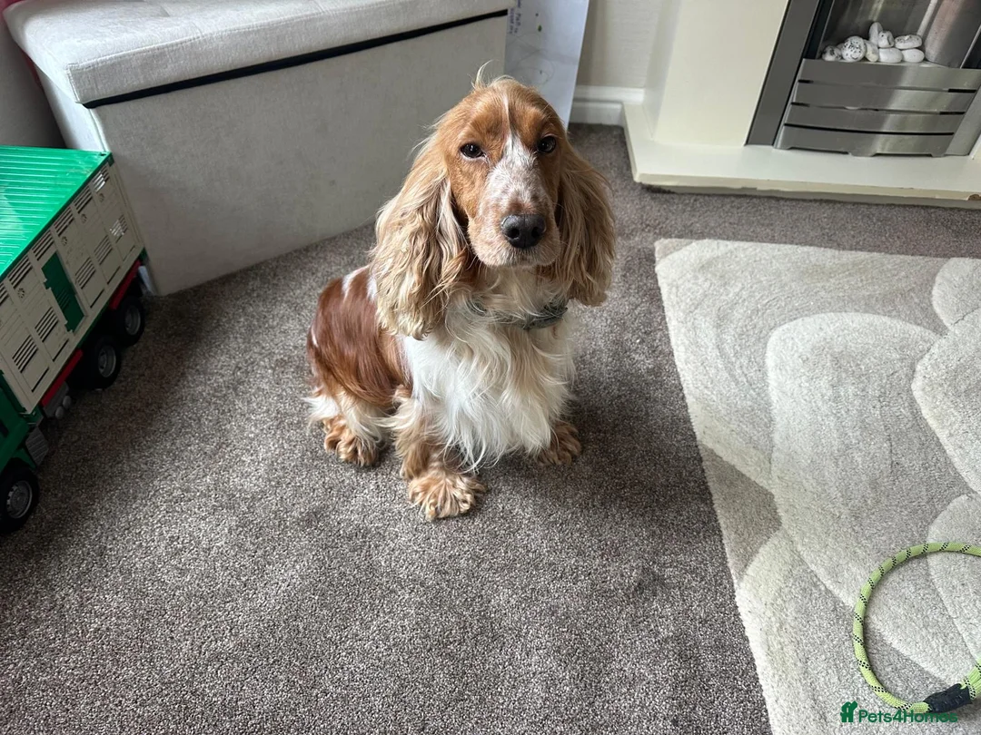 Cocker Spaniel dogs for sale: beautiful female cocker spaniel - Advert 1