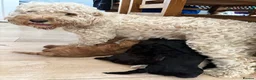 Cockapoo dogs for sale: Adorable F2 Cockapoo Puppies  - Advert 19