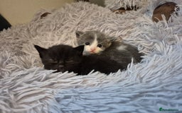 Ragdoll cats for sale: Ragdoll X Kittens  - Image 22