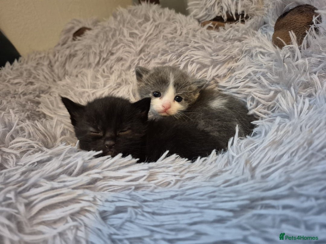 Ragdoll cats for sale: Ragdoll X Kittens  - Image 22