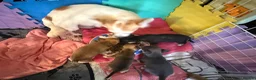 Chihuahua dogs for sale:  Chihuahua Puppies – 2 Boys 2 Girls Ready Soon - Advert 10