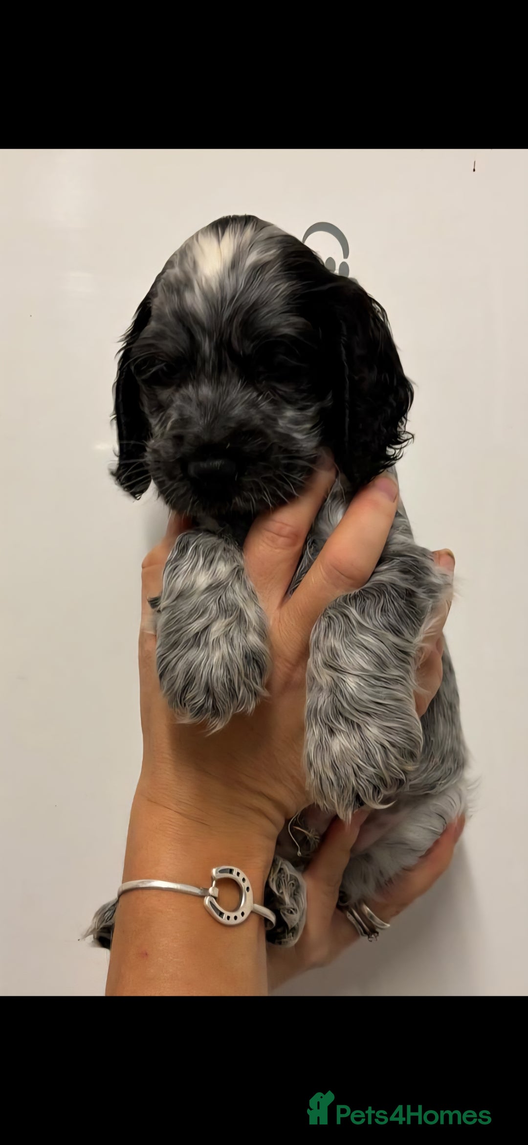 Cocker Spaniel dogs for sale: Show type cocker spaniel puppies  - Image 2