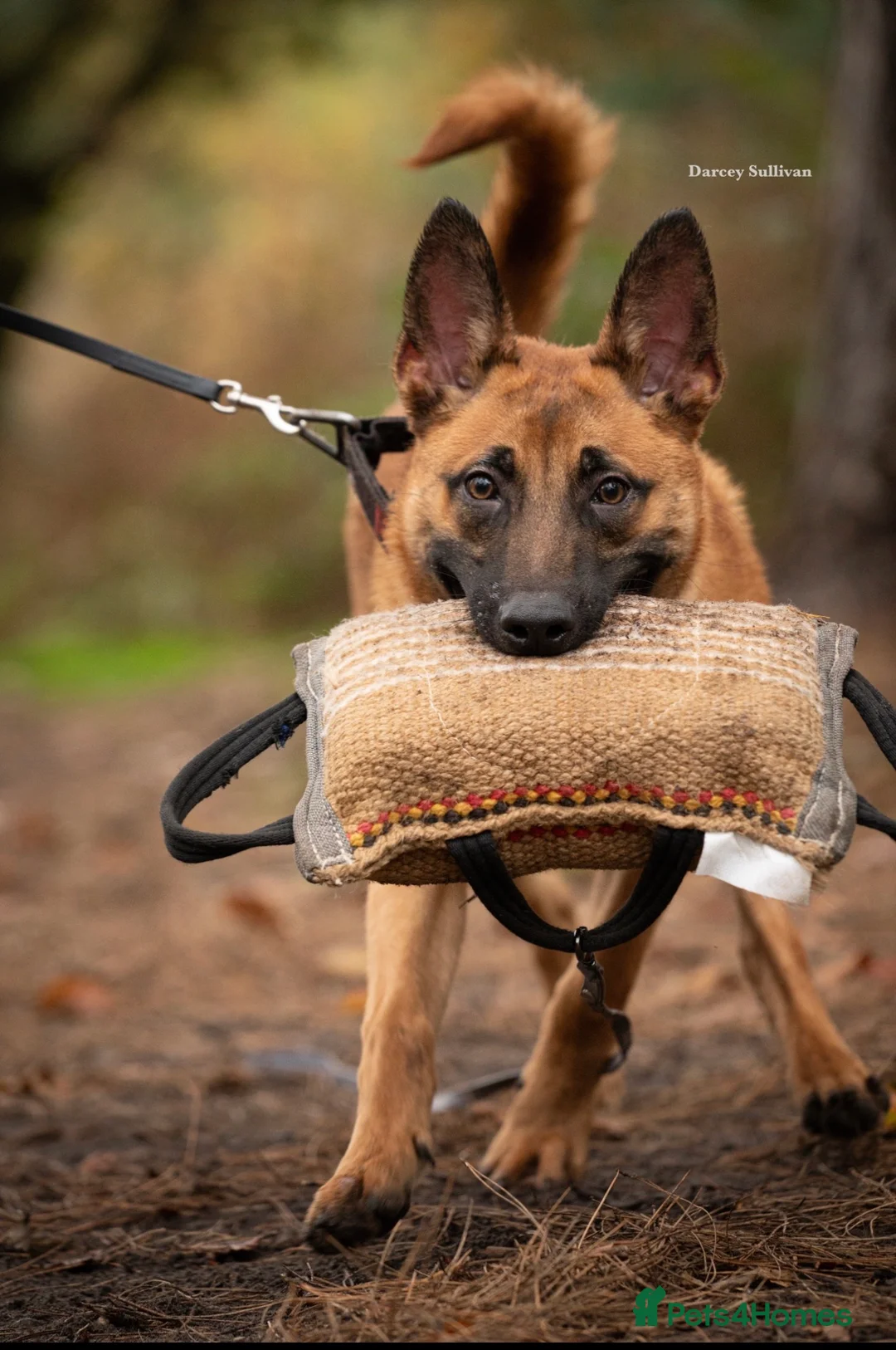 Belgian Shepherd Dog dogs for sale: Dutch Herder Male in Egham - Advert 2