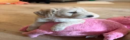 Labradoodle dogs for sale: Beautiful F1B Labradoodle Puppies  - Advert 9