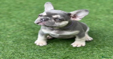 French Bulldog dogs in Sheerness - Advert 7