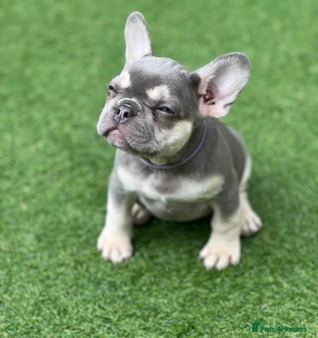 French Bulldog dogs for stud: **LILAC & TAN PLATINUM CARRYING TESTABLE CHOC** in Sheerness - Advert 2