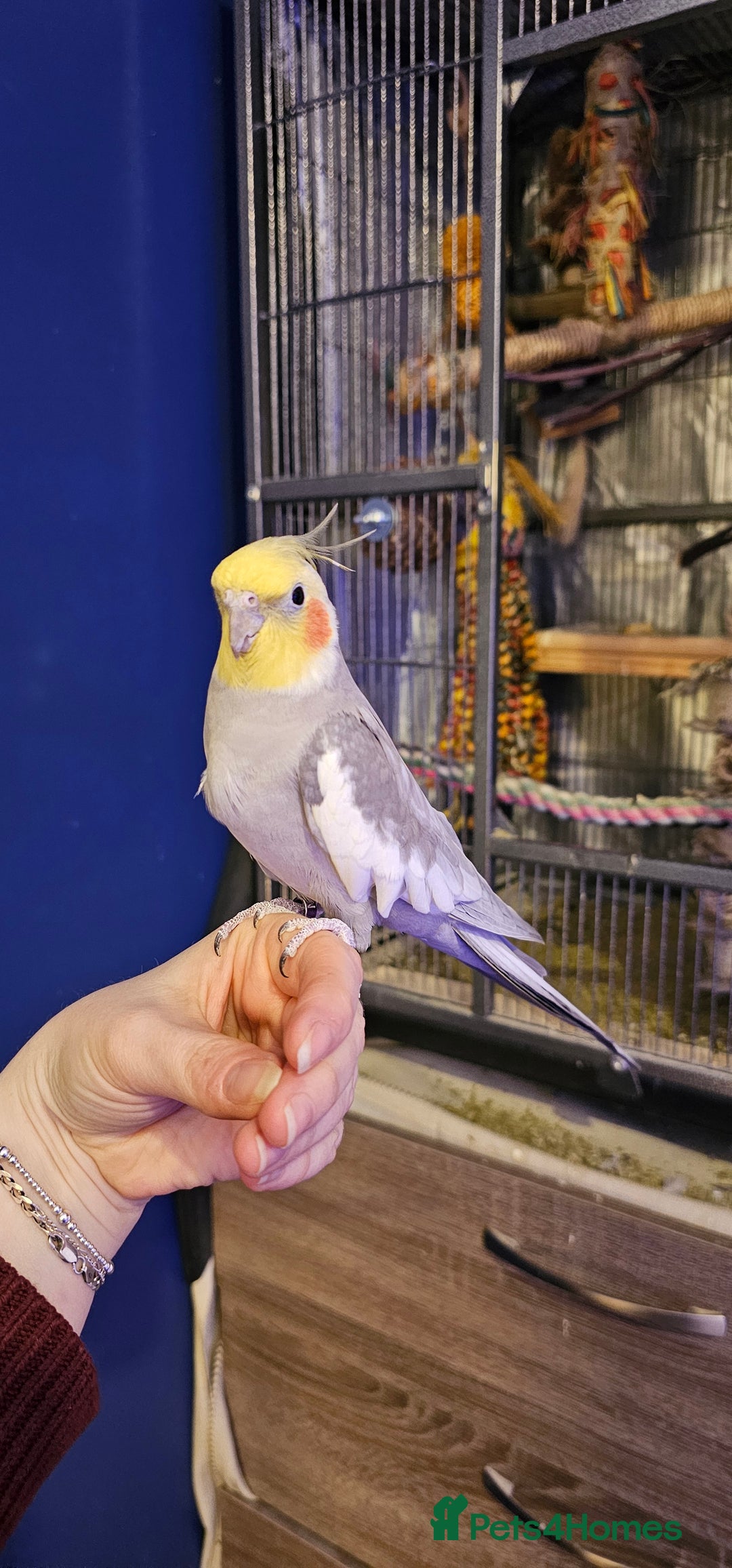 Cockatiels birds for sale: Hand reared male cinnamon cockateil  - Advert 14