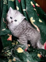 British Shorthair cats - Advert 1