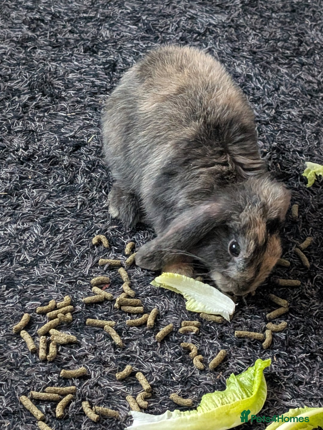 Harlequin rabbits for sale: 2 bonded harlequin males for sale - Advert 2