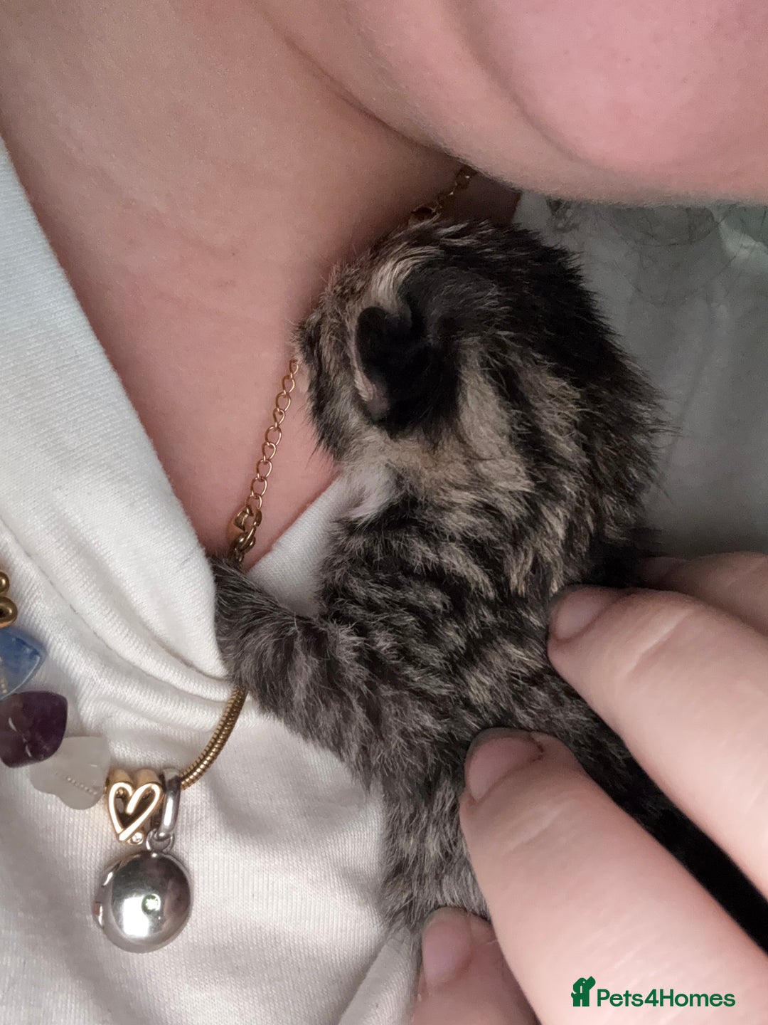 Mixed Breed cats for sale: Newborn kittens  - Advert 17