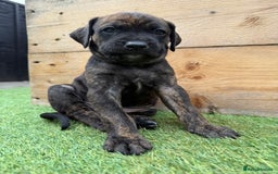 Mixed Breed dogs for sale: Male Labrador X puppy  - Image 6