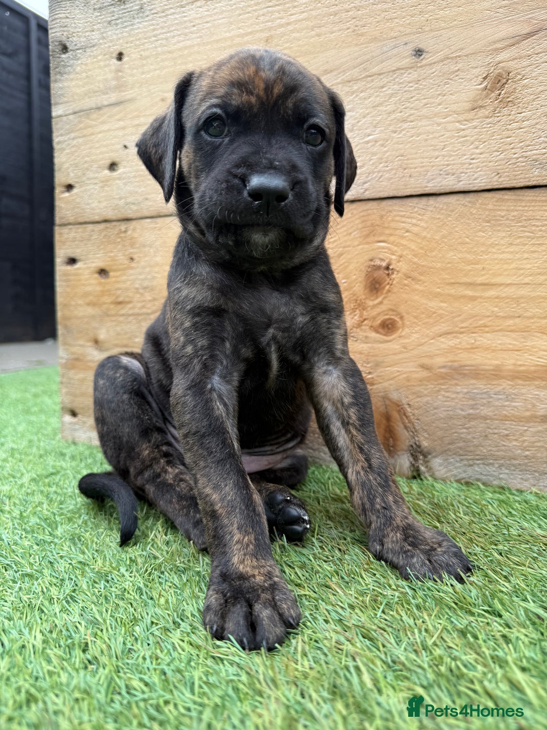 Mixed Breed dogs for sale: Male Labrador X puppy  - Image 6