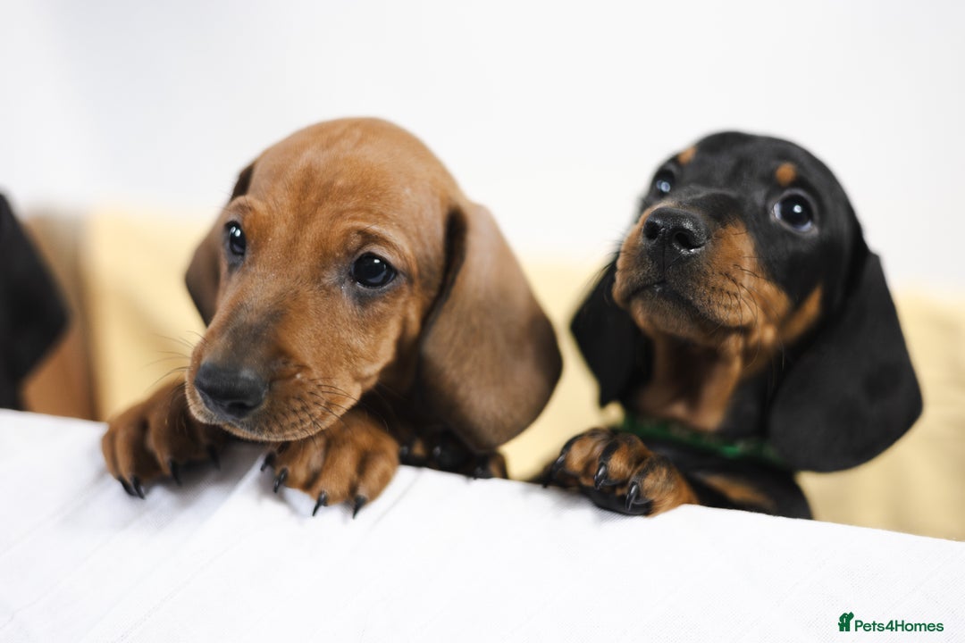 Dachshund dogs for sale: Standard champion bred dachshunds  - Image 20