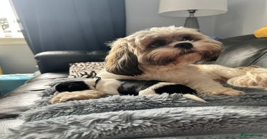 Lhasa Apso dogs - Advert 1