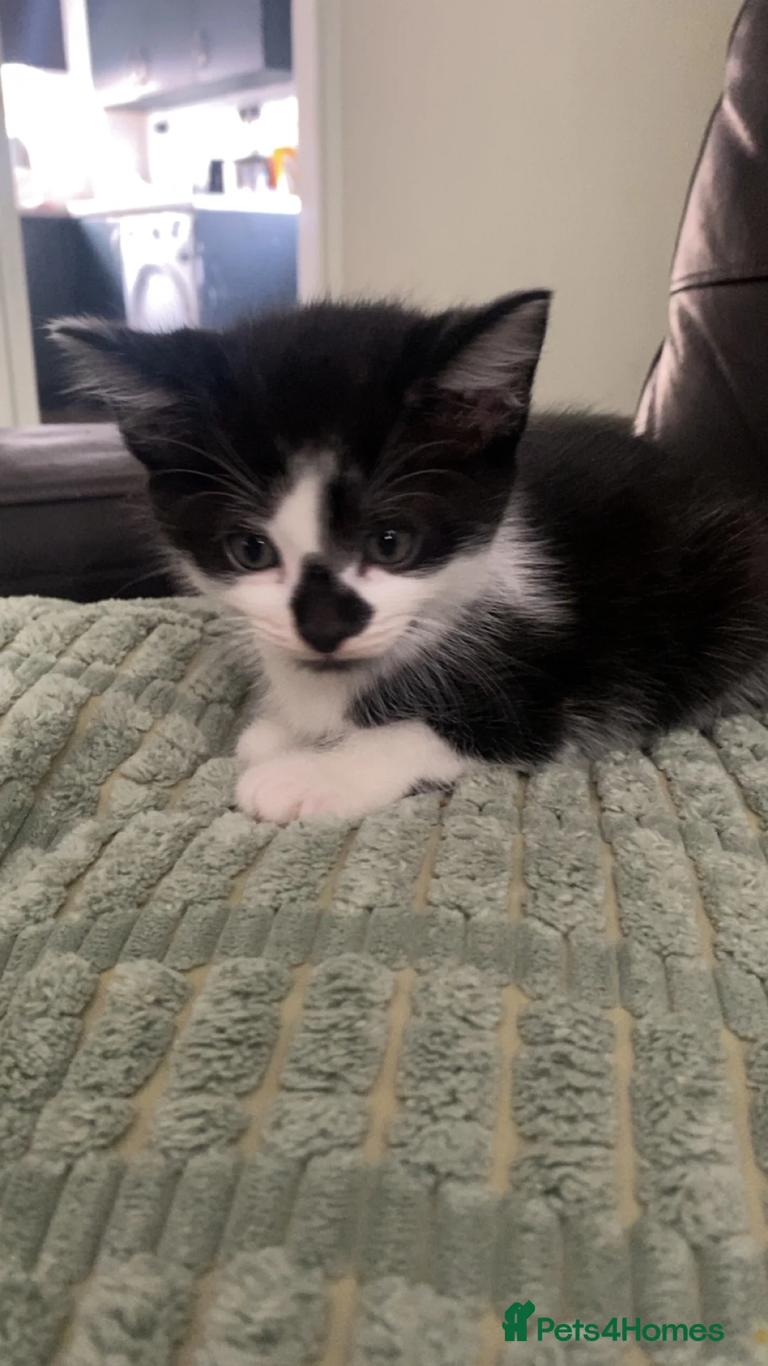 Mixed Breed cats for sale: 3 playful kittens left  - Advert 14