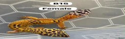 Leopard Gecko reptiles for sale: Leopard geckos for rehome - possible full setup  - Advert 8