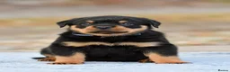 Rottweiler dogs for sale: Phenomenal old fashioned, health tested parents - Advert 6