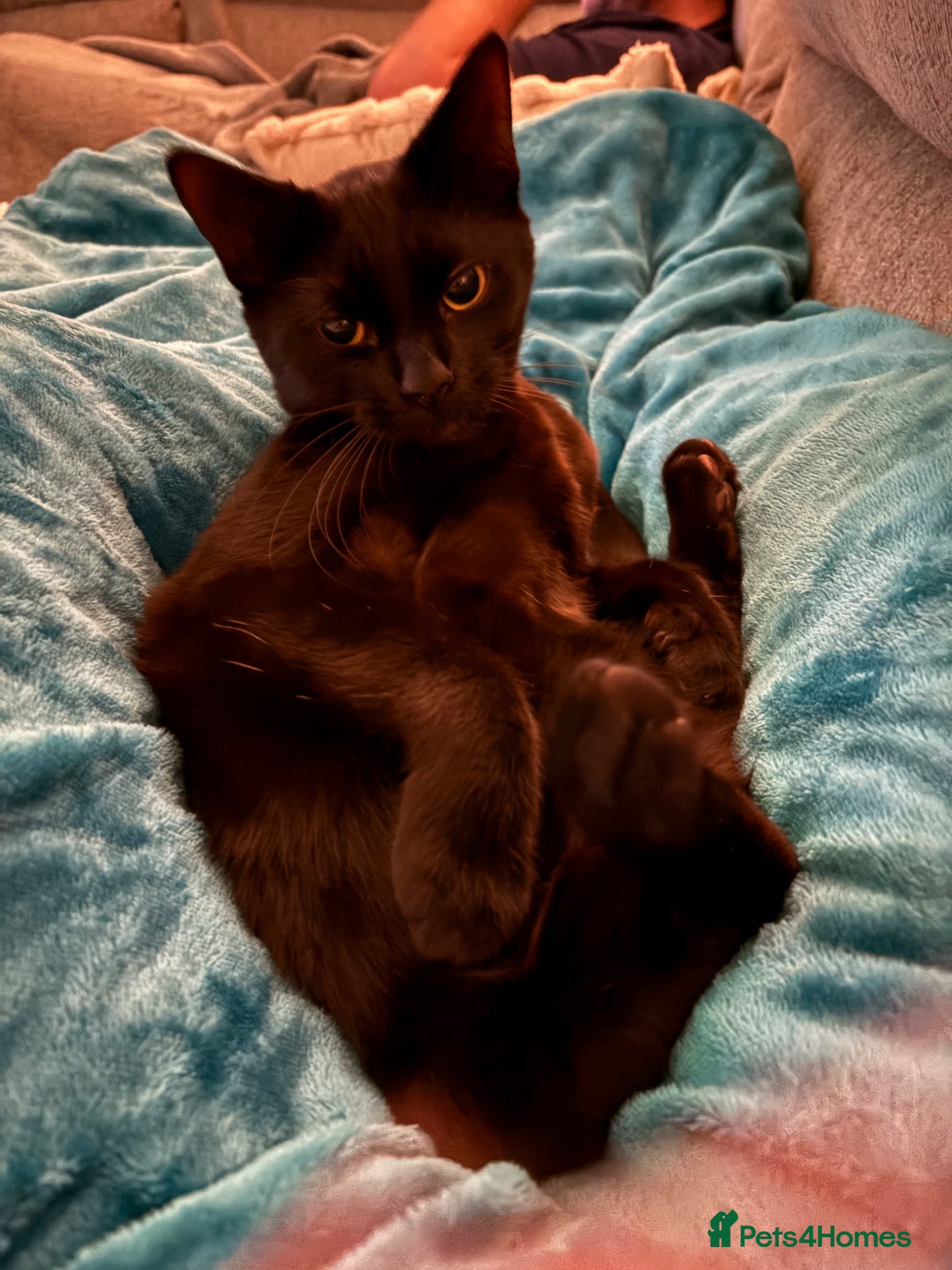 Mixed Breed cats Nimbus (free to loving home)  - Advert 1