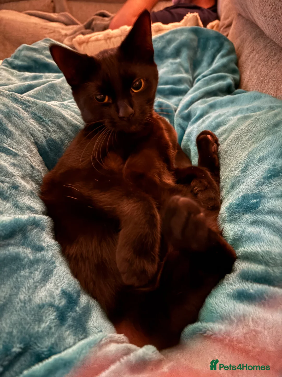 Mixed Breed cats for sale: Nimbus (free to loving home)  in Stoke-on-Trent - Advert 1
