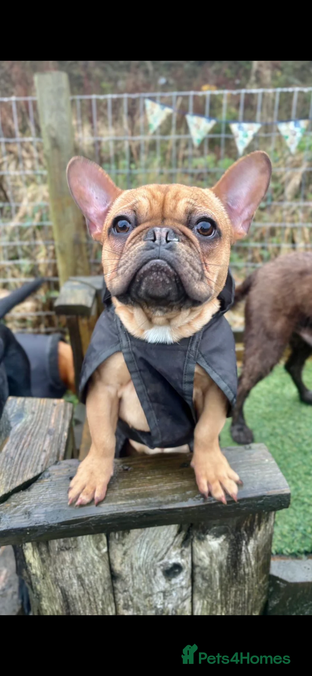French Bulldog dogs for sale: Frank 11 month French bulldog - Advert 4