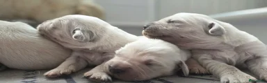 Golden Retriever Puppy 7