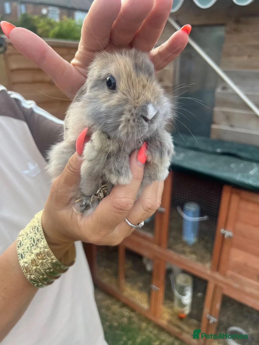 Mini Lop rabbits for sale: Mini lop boys  - Advert 1
