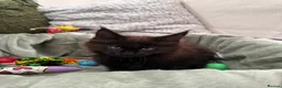 Maine Coon cats for sale: 7 x Stunning Maine Coon Kittens - Advert 17