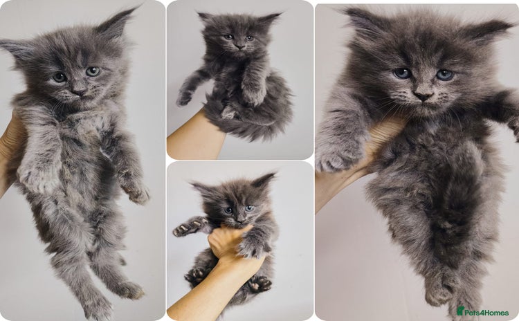 Maine Coon cats - Advert 3