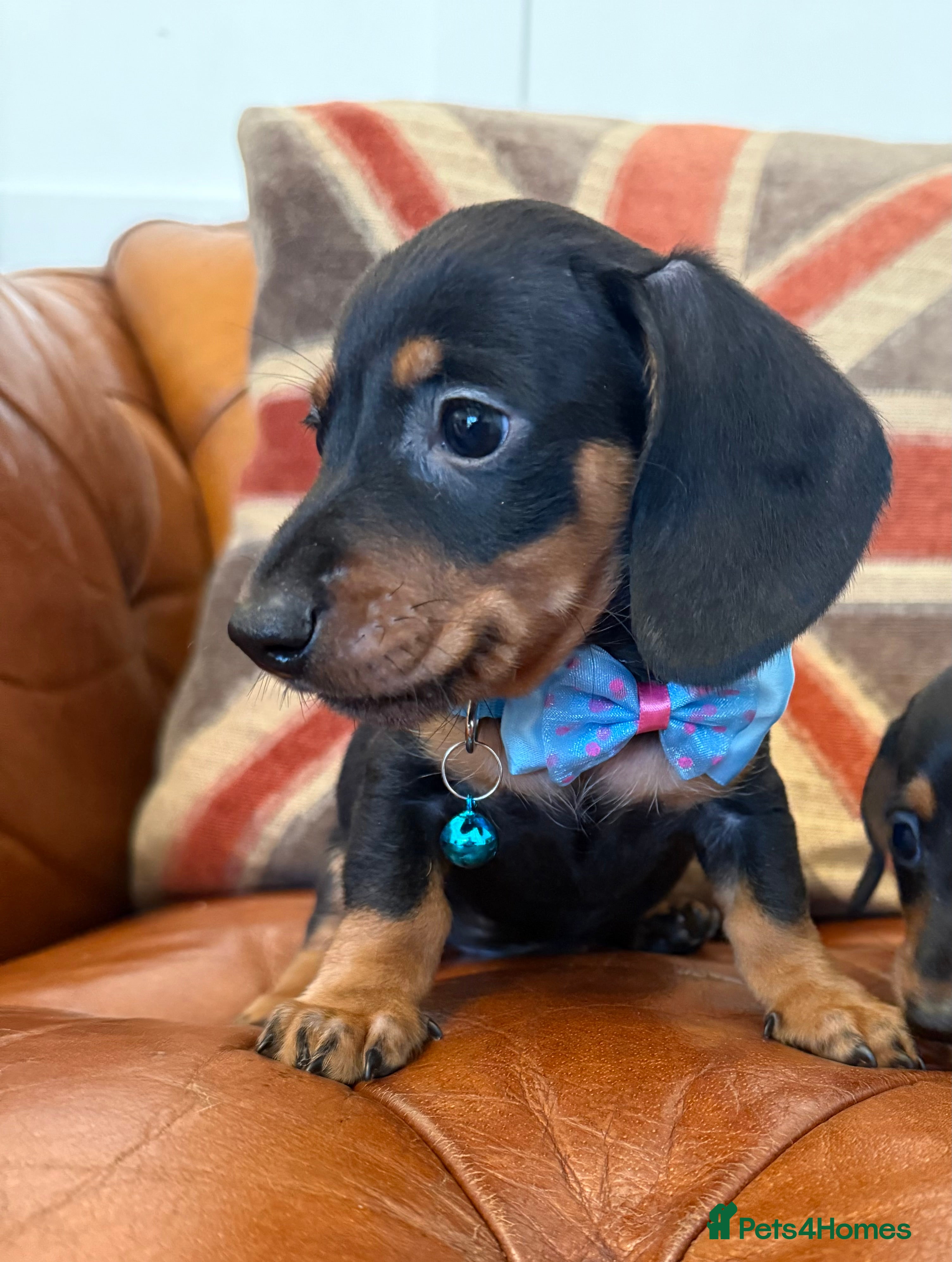 Miniature Dachshund dogs Beautiful Miniature Dachshunds 5 ⭐ License Breeder - Advert 1