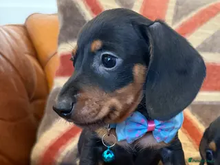 Miniature Dachshund dogs Beautiful Miniature Dachshunds 5 ⭐ License Breeder - Advert 1