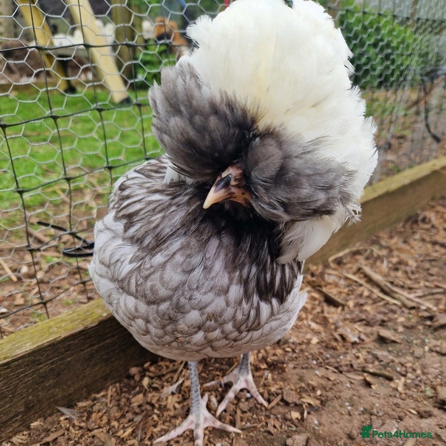 Chickens poultry Pure breed bantams for sale - Advert 1