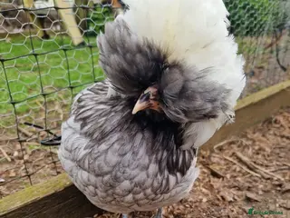 Chickens poultry Pure breed bantams for sale - Advert 1