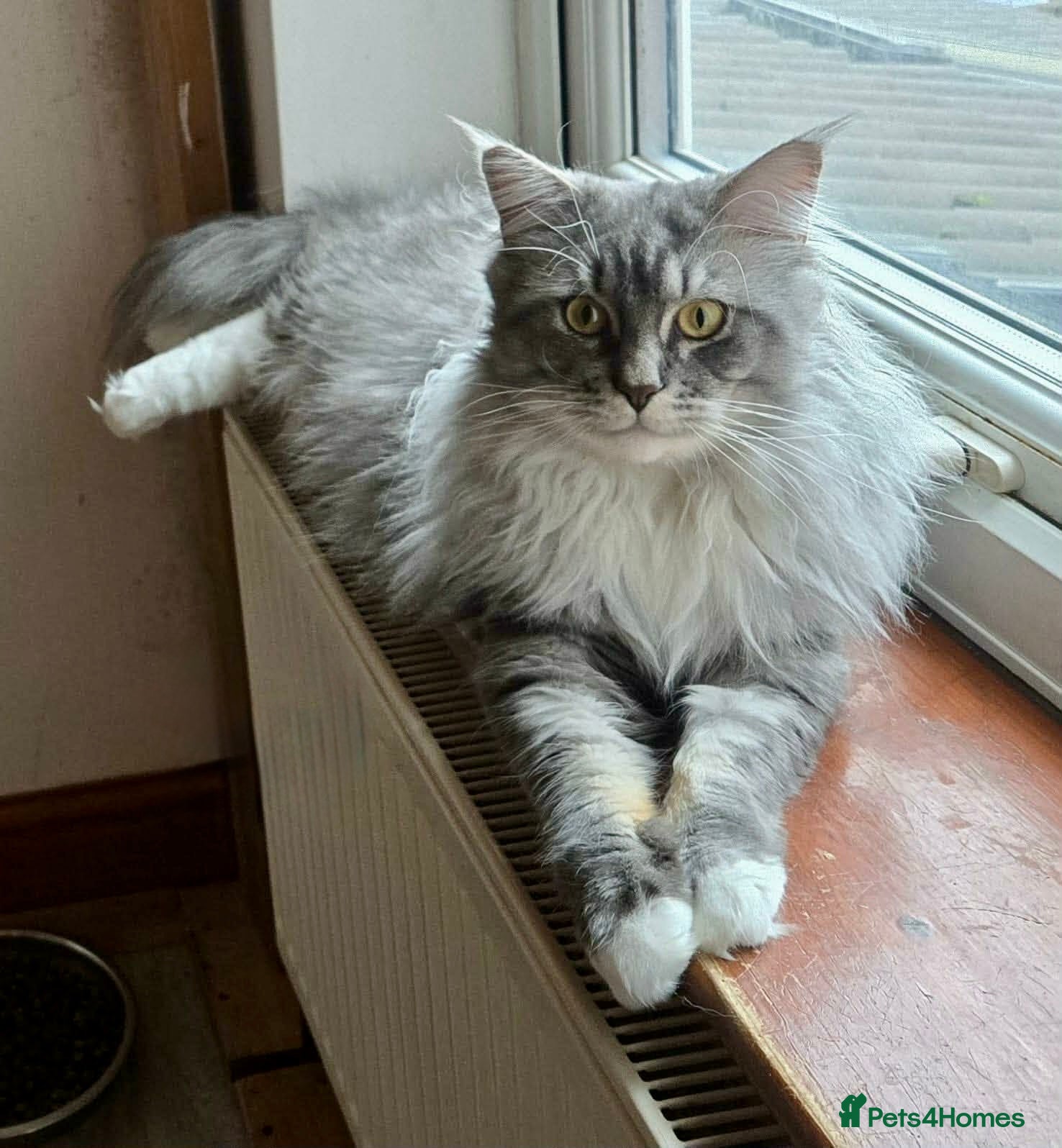Maine Coon cats Gorgeous Maine Coon boy. - Advert 2