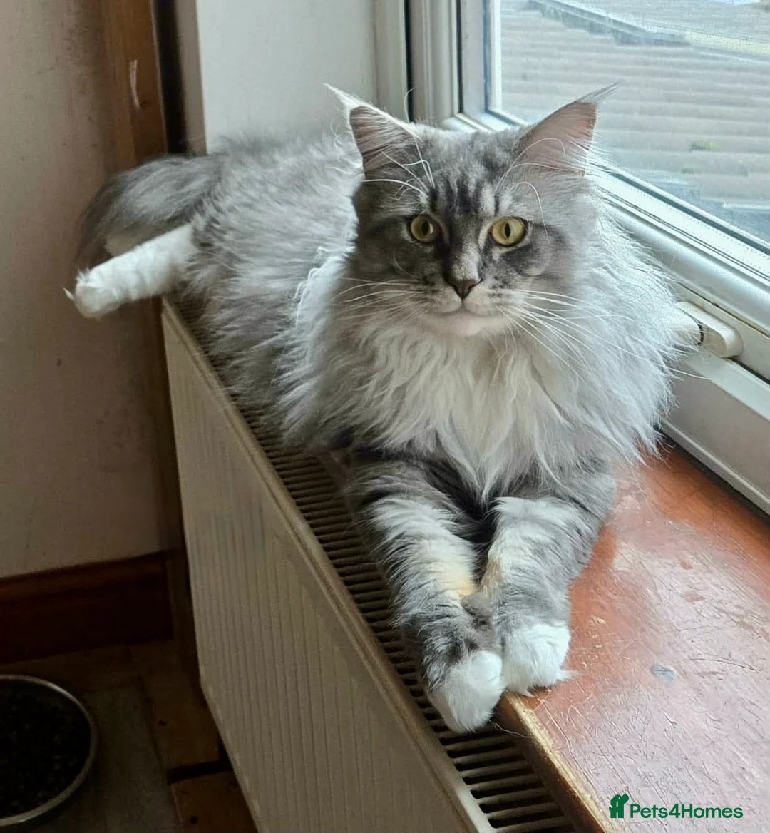 Maine Coon cats for sale: Gorgeous Maine Coon boy. - Advert 2