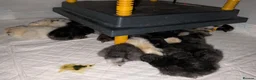 Chickens poultry for sale: Silkie Chicks mixed colours 17 left  in Hebburn - Advert 17