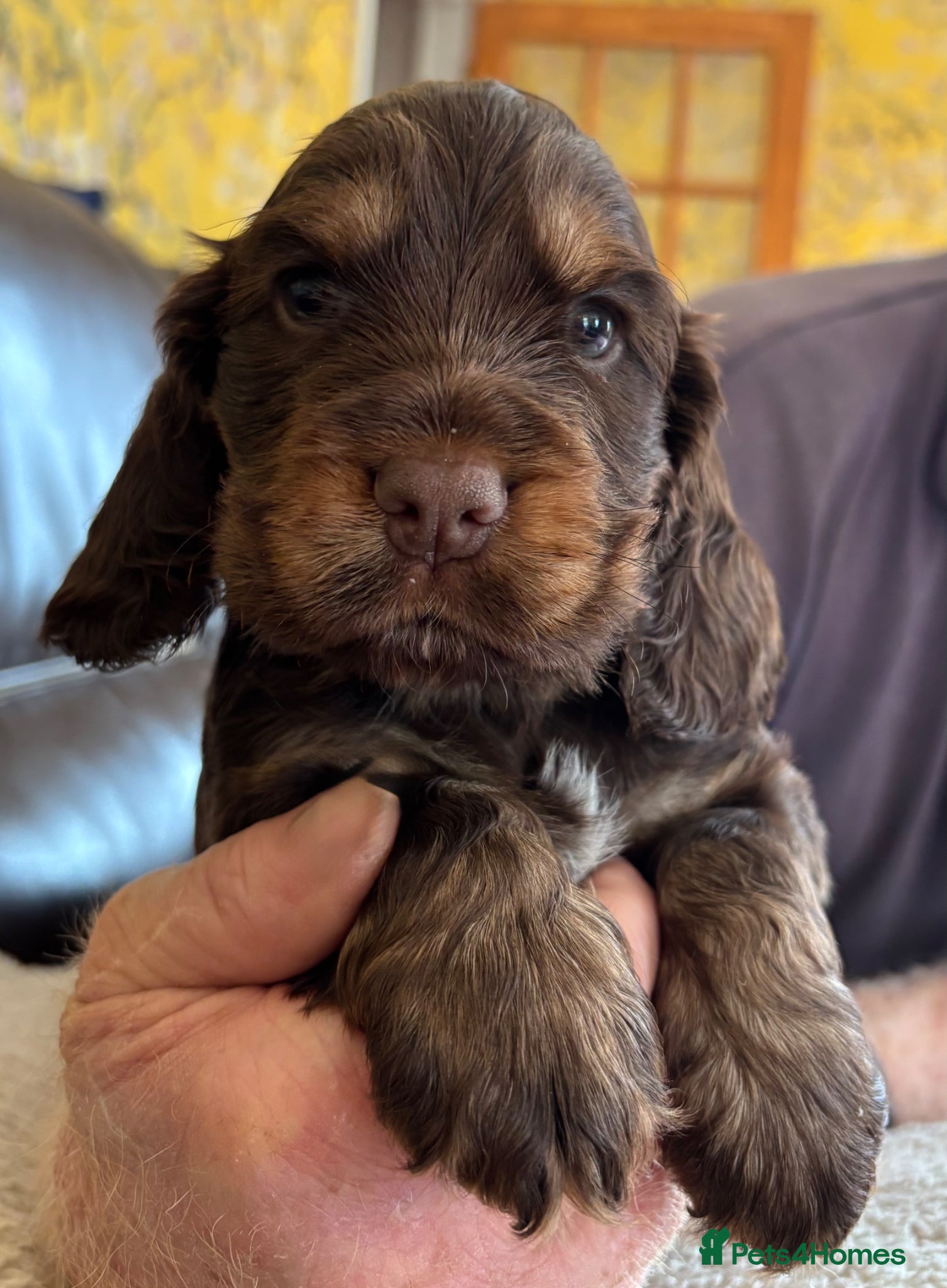 Cocker Spaniel dogs Stunning Litter of Show Cocker Spaniel Puppies - Advert 10