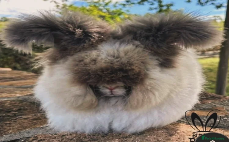 Angora rabbits - Advert 3