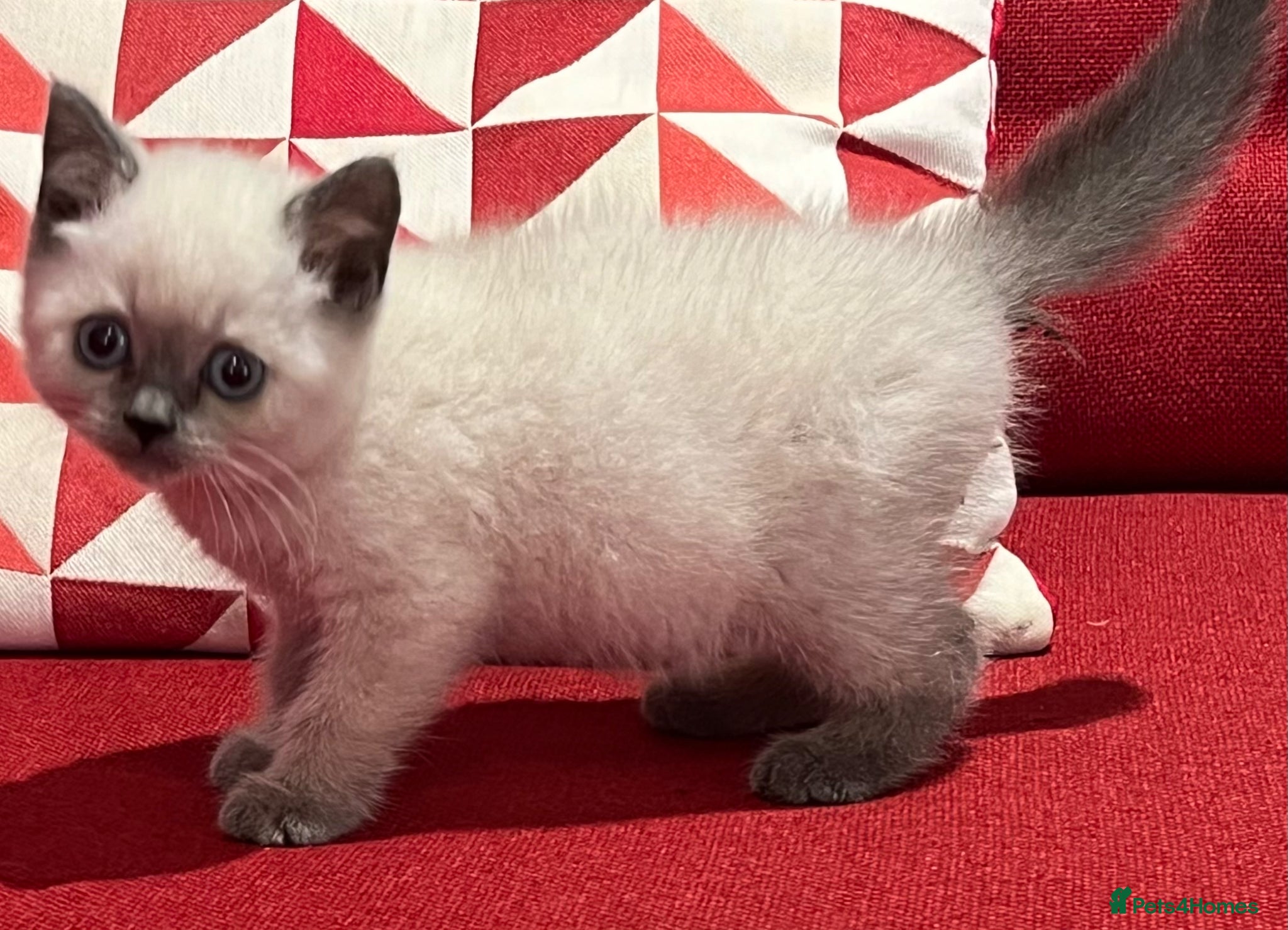 British Shorthair cats for sale: Stunning pure British Shorthaired Kittens  - Advert 1