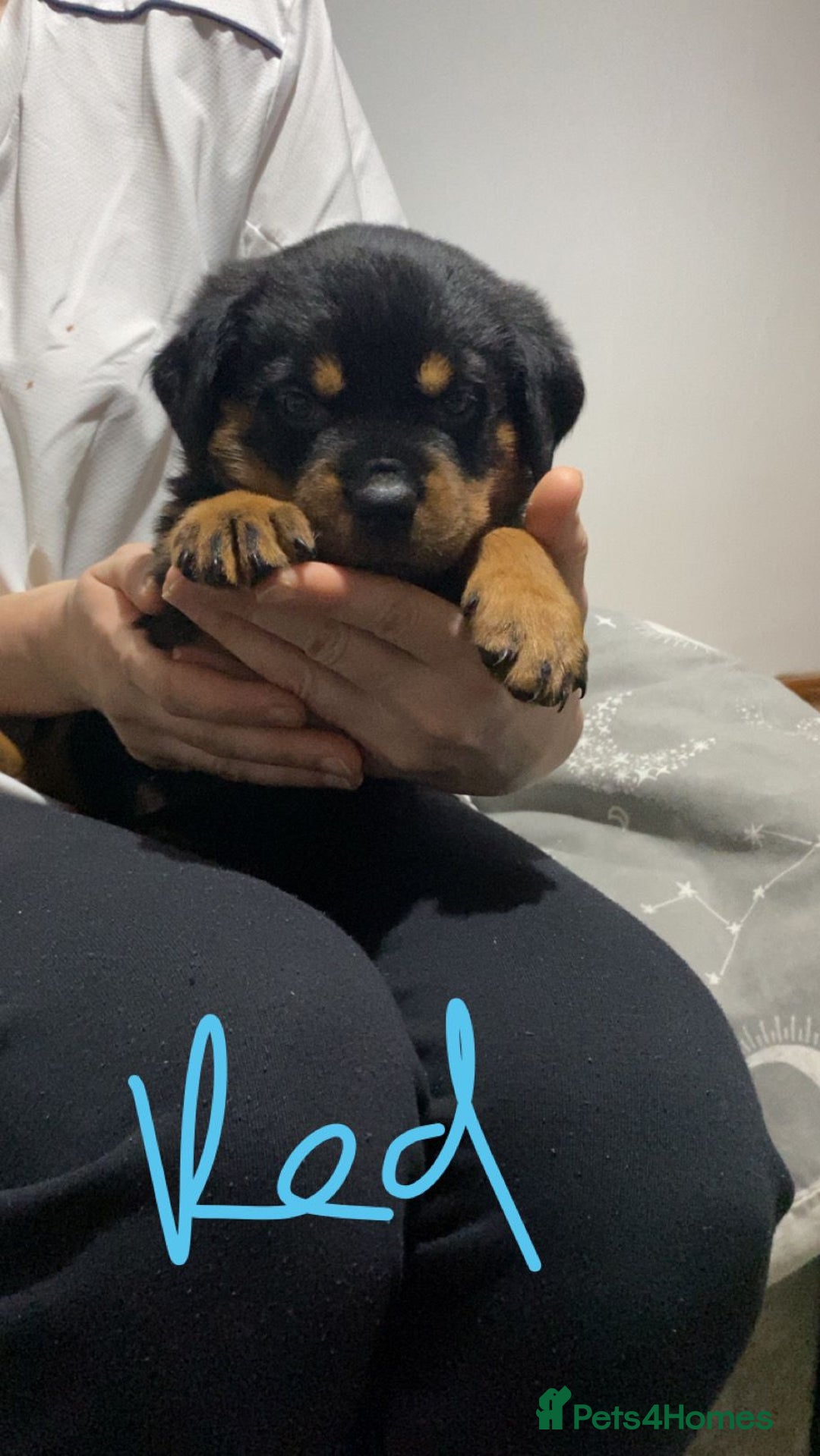 Rottweiler dogs for sale: Kc rottweiler puppies  - Image 5